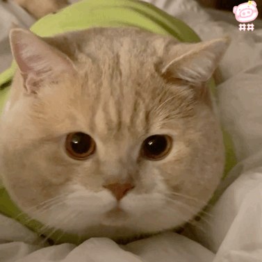 可爱猫咪女生必备表情包