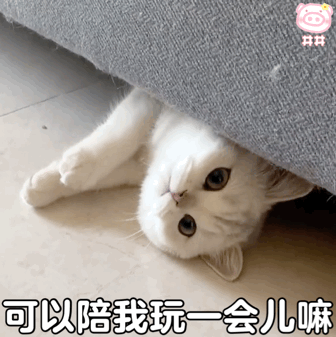 可爱猫咪女生必备表情包