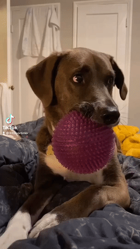 自由让狗狗面目全非?柴犬别名日本哈士奇!搞笑它是认真的?