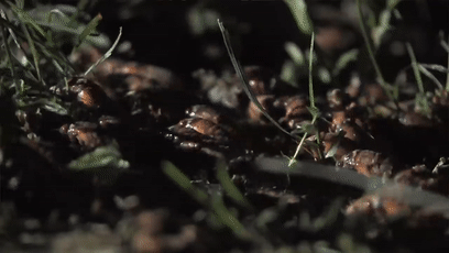 因为有一群数以亿计,个头不小,眼睛红肿的蝉正在从美国的地底破土而出