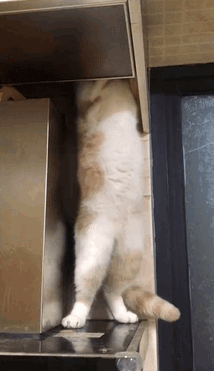 论猫是如何抵抗诱惑