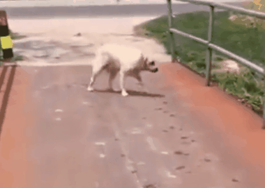 斗牛犬被33度高温折磨4条腿烫成外八字就地躺下拒绝遛狗