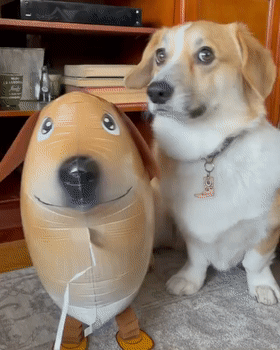 而bootsy看到这个跟自己同款的狗气球后,直接垮起个狗脸,看起来非常不