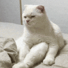 粉丝投稿|聊天表情包|动态猫狗表情包-209