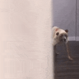 粉丝投稿|聊天表情包|动态猫狗表情包-209