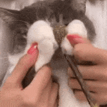 粉丝投稿|网红猫咪|土豆表情包 第五十一弹