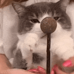 粉丝投稿|网红猫咪|土豆表情包 第五十一弹