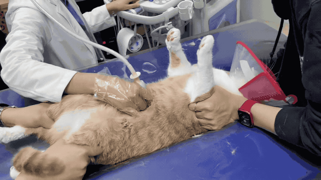 b超机旁撞见一具猫尸仔细一看笑死了哈哈哈