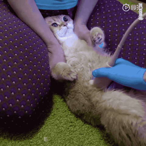 b超机旁撞见一具猫尸仔细一看笑死了哈哈哈