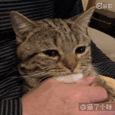 小猫咪哭哭了它是真的难过吗