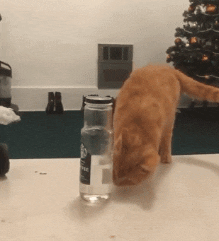 囧图丨男朋友的求生欲