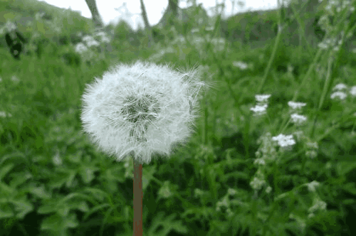 毛发满天飞又又又到换毛季