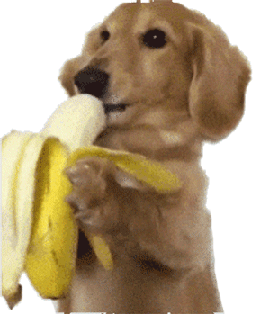 狗狗动态图今日份是小可爱营业呀