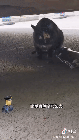 大胆流浪猫到派出所偷鱼,被民警批评教育,小猫咪:我错