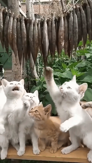 大胆流浪猫到派出所偷鱼,被民警批评教育,小猫咪:我错