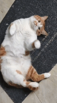 猫咪能有多爱你每天掐表等我回家的那种