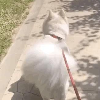 千万不要穿拖鞋遛狗,网友:试试就逝世……哈哈哈哈