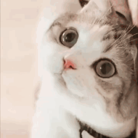 女生专用可爱搞笑聊天表情包