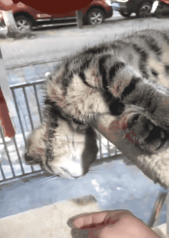 任凭他怎么喊怎么叫,猫都纹丝不动……晃来晃去,就像内个拨浪鼓似的.