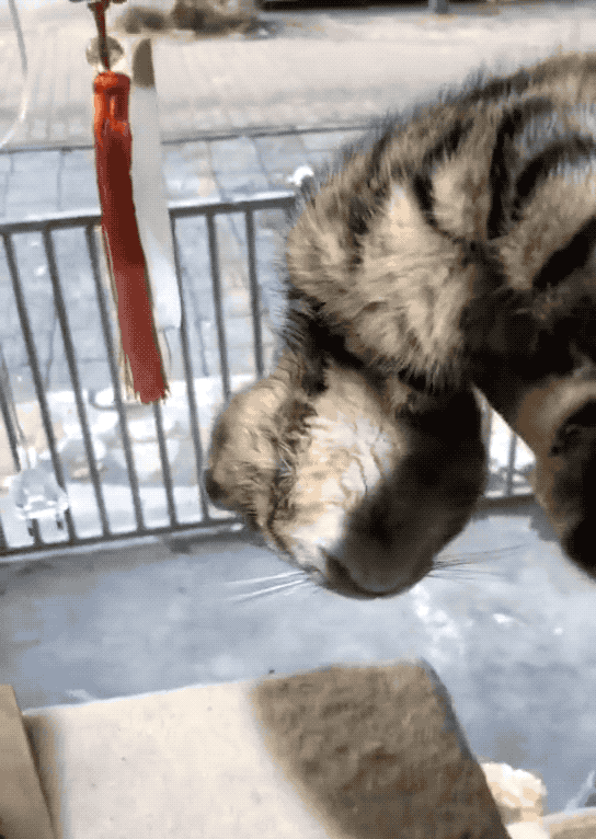 撞见一只猫头断了以为有人虐猫结果噗哈哈哈哈