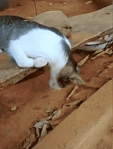 一位歪果小哥刚出门,看见一颗猫头垂地?