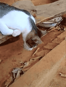 本以为又发生了什么虐猫事件;一位歪果小哥刚出门,看见一颗猫头垂地?