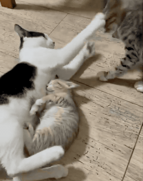 撞见一只猫头断了以为有人虐猫结果噗哈哈哈哈