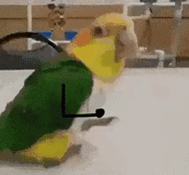 沙雕动图|动物的迷惑行为_腾讯新闻