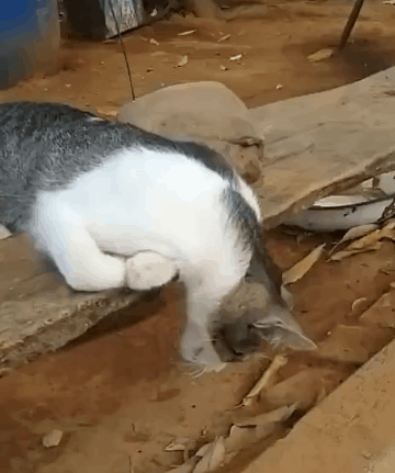 猫听说你在外面到处造谣说我死了