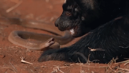 尤其喜欢吃食蜂蜜,密集,粗糙的皮毛帮助蜜獾躲多一次次蜂群大规模攻击