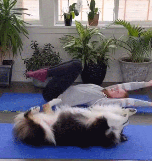 太牛了狗狗每天陪着主人练瑜伽最后竟把自己练成了大师