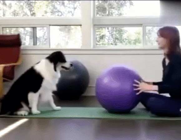 太牛了狗狗每天陪着主人练瑜伽最后竟把自己练成了大师