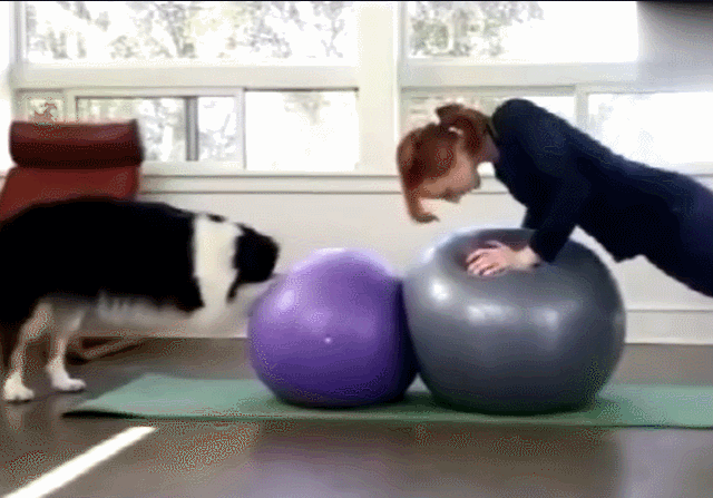 太牛了狗狗每天陪着主人练瑜伽最后竟把自己练成了大师