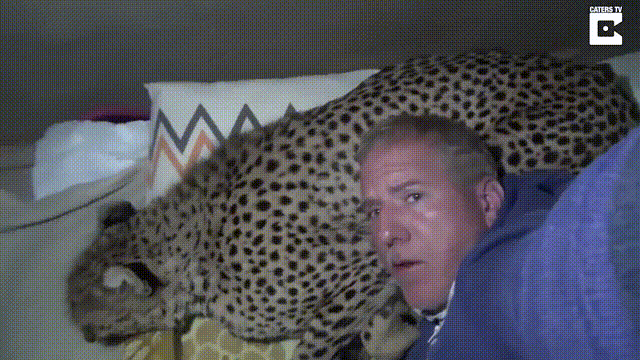 野外露营半夜与豹同眠当事人你看我的样子像害怕么