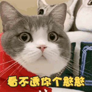 猫咪表情包看不透你个憨憨