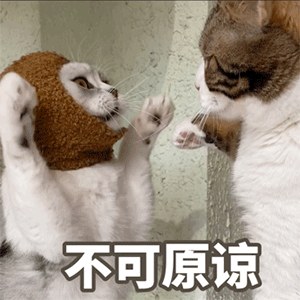猫咪表情包看不透你个憨憨
