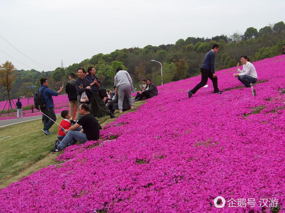 武汉龙灵山花海,您家看了冇?