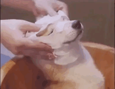 每日一笑有钱人家的狗子是怎么生活的
