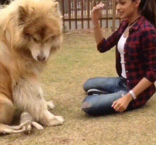 别着急养~大狗勾们每天需要巨大的活动量主人必须要花费大量的时间和