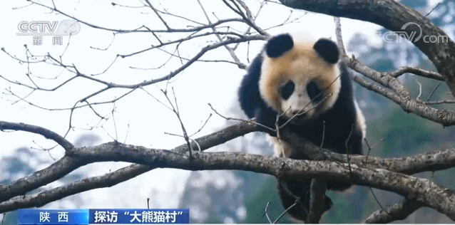 全球唯一棕色大熊猫首次亮相西安这个集齐了秦岭四宝的新公园萌翻了
