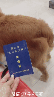 搞笑gif段子: 哥,咱俩的游戏机为啥不一样呢?