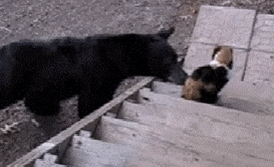 随意欺负黑熊和狼还能拉雪橇战斗民族的猫是怎样的存在