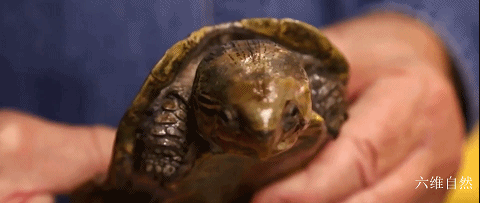 鹰嘴龟是一种比较奇特的龟类,最为明显的就是头部比较大,嘴巴像鹰喙