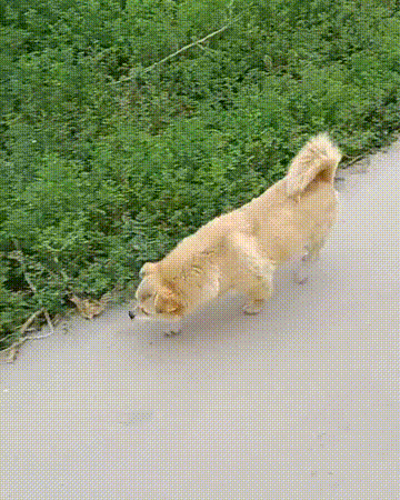 会高兴的扑在她的身上,会和她在草地上放肆奔跑,会叼着在地上寻到的