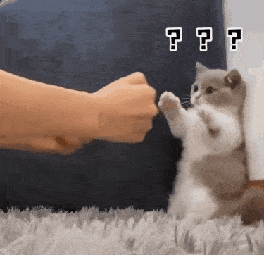 猫趣|花拳绣腿,猫咪间的战斗,伤害不大,侮辱性极强