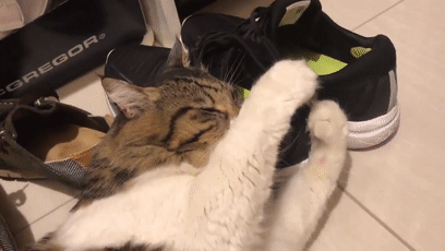 猫咪总喜欢闻臭鞋舔臭脚莫非是有猫病