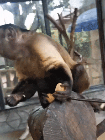 山东一家野生动物园的猴子"走红",丰富表情包"撞脸"多