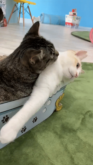 结束一天营业的社畜猫累瘫了感觉身体被掏空