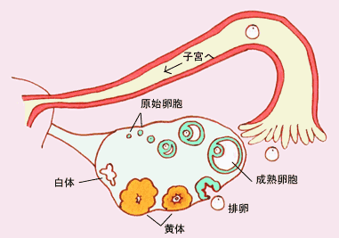在上一次月经结束,卵泡排出卵子后,卵泡壁塌陷,形成一个肉眼看起来