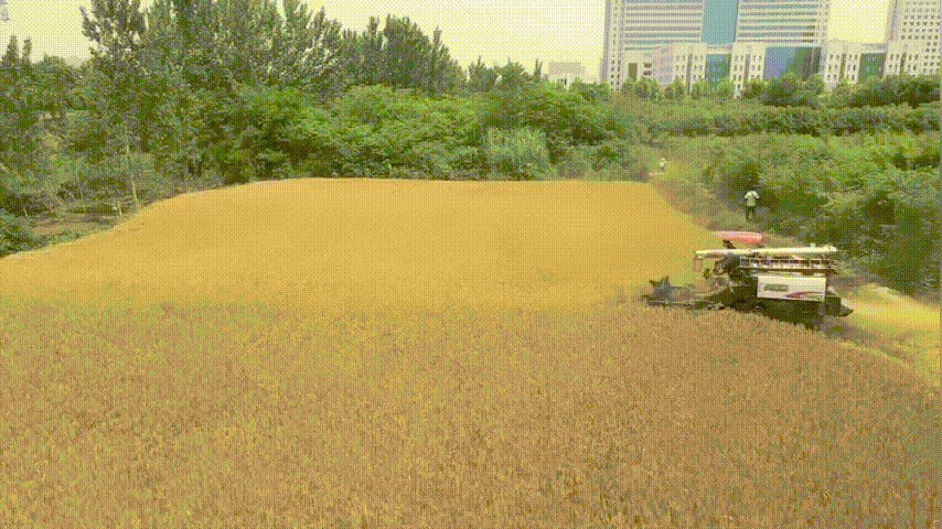 【实拍】淅川割麦现场,看完想家了
